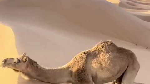 THIS IS HOW CAMELS CLIMB THE SAND DUNES