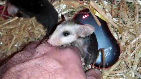 Baby Opossum, Cuteness Overload ❤