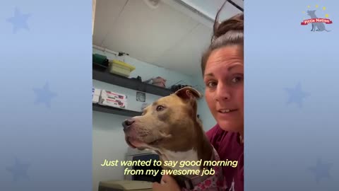 Anxious Pittie Has A Special Weighted Blanket | The Dodo Pittie Nation
