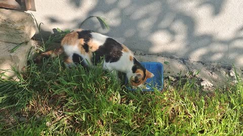 Newborn kittens are waiting for their mother. I gave food to the mother cat