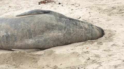 Rare Elephant Seal Washes Up on the Beach
