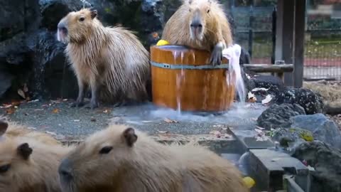 ok i pull up capybara2