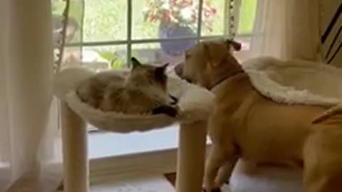 Dog Enters in Hilarious Fight With Cat While Attempting to Displace Them