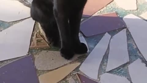 #shorts_#cat😺video