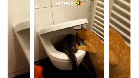 Funny cats, funny cat videos