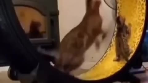 Cute cat funny video