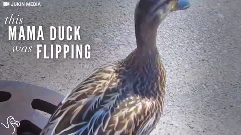 Mama Duck Gets The Help She Needs To Save Her Family