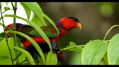 Tanah Papua: A Paradise for Birds