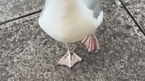 Steven seagull