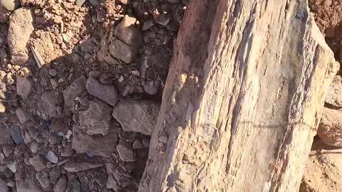 Petrified Wood Found On Hike