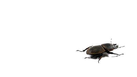 Beetle Insect Nature Bug Wildlife Fly Animal