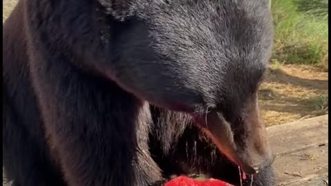 Is the bear eating a watermelon?
