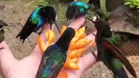 BEAUTIFUL BIRDS