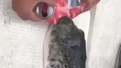 Very dangerous fish