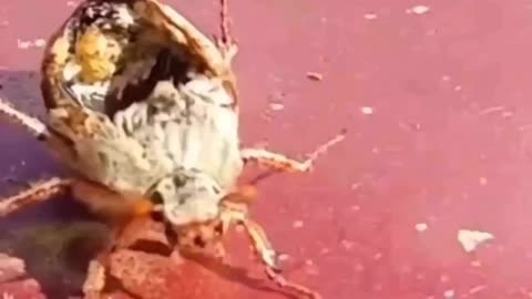 Zombie beetle controlled by parasite 🪱