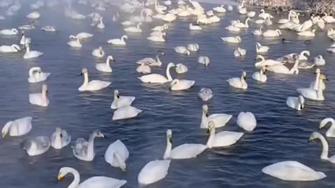 Лебединое озеро на Алтае
