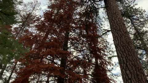 Rare Crimson Tree – Ochoco National Forest – Bandit Springs Sno-Park – Central Oregon – 4K