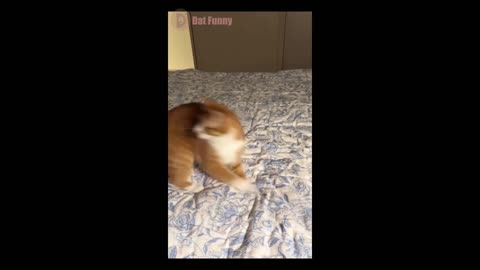 Funny and Relax with lovely pets 4