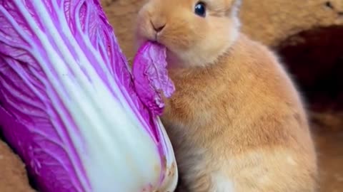 bunny eating purple fruit