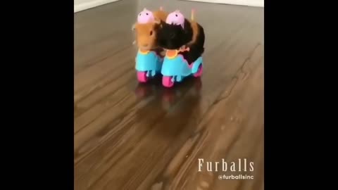 Cute little hamsters RACING on BIKES/toy scooters