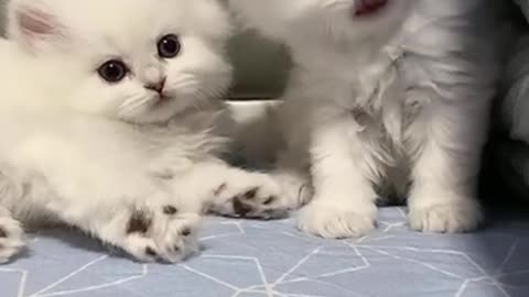 Soo cute cat bady