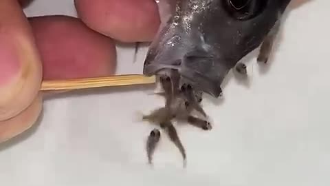 Cichlid fish 🐠🐠