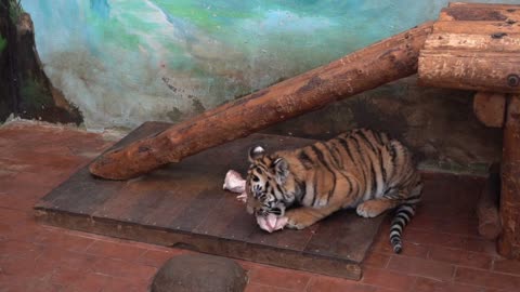 A tiger eating meat