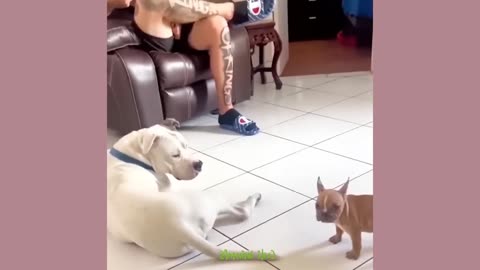 Have you ever seen a funny dog walk like this/ Funny dog video 🐕/most funny video part -1