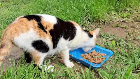 I fed a hungry mother cat. Then Mother nursed the kittens.