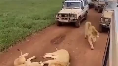 Lions Take Over the Road: Unforgettable Safari Encounter in Tanzania