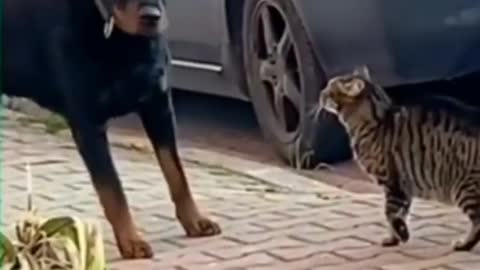 Angry cat fight with dog