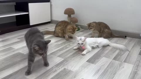 Funny Cat Moments