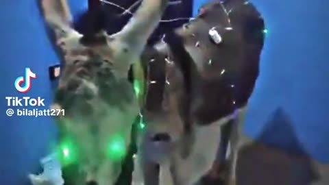 Disco Donkey