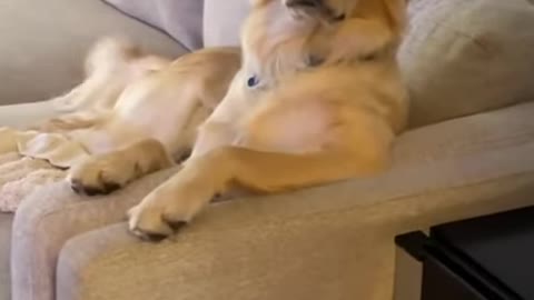 Golden Retriever watch tv on sofa