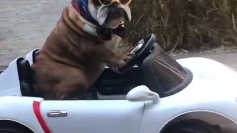 Dog Wearing Scarf and Sunglasses Drives Toy Car