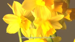 Daffodils by William Wordsworth