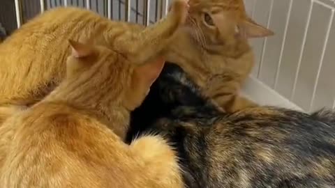 Cat's fight funny video