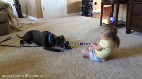 Funny kids movie - playing with dogs