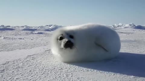Super Cute Seal Basks In The Sun And Spins