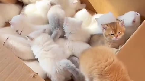 Cat ,Cat Video, Viral Cat, Funny Cat,Rumble Video