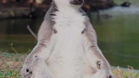 The Great Holy ring-tailed lemur