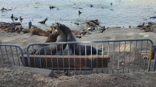 Monterey, seals take over beach...