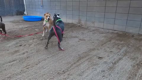 Training dogs love