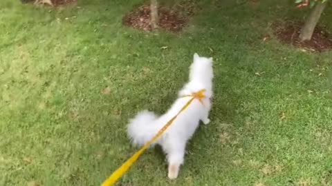 Walking with white cat