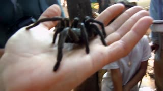 EAT FRIED TARANTULA IN CAMBODIA