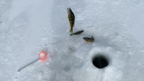 Ice fishing tacos Winter is coming… 🌨️ #icefishing #catchandcook #fishing