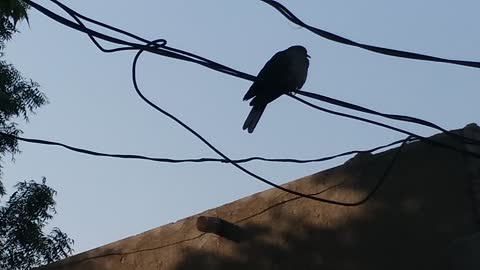 Bird waiting