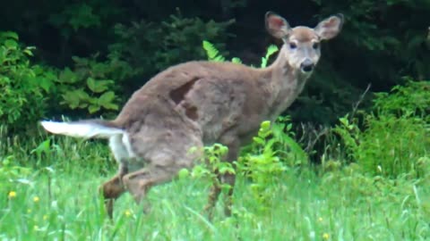 White-tailed deer