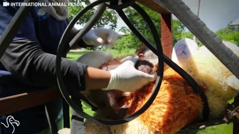 Baby Orangutan Who Was Shot In The Shoulder Starts To Trust Again