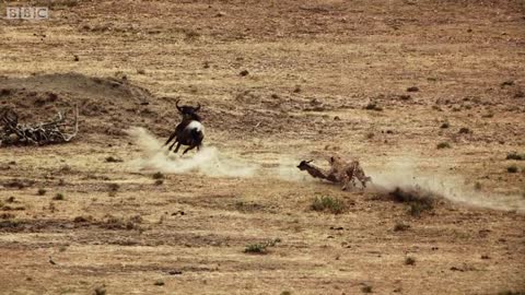 Cheetah chases wildebeest | The Hunt - BBC One